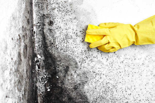 Mold Testing and Removal in North Syracuse, NY