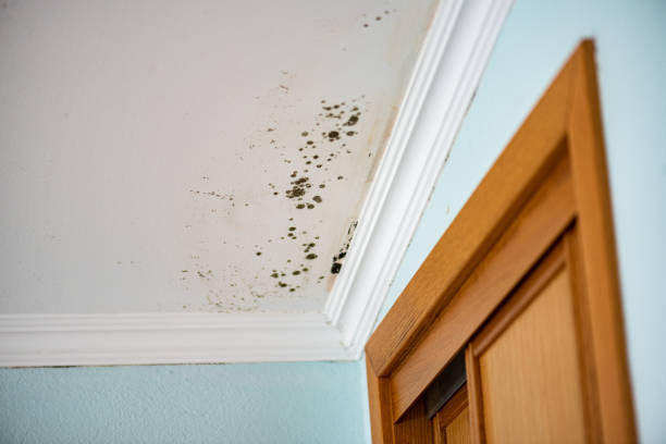 Best Attic Mold Removal  in North Syracuse, NY