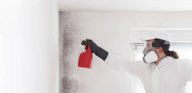 Best Certified Mold Removal  in North Syracuse, NY