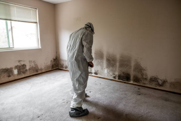 Best Mold Damage Repair  in North Syracuse, NY