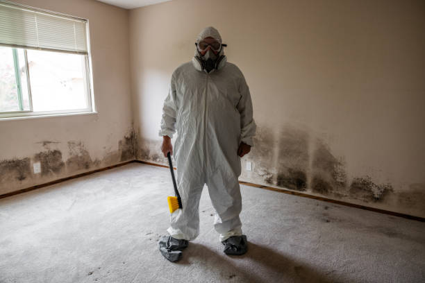 Trusted North Syracuse, NY Mold Removal Experts