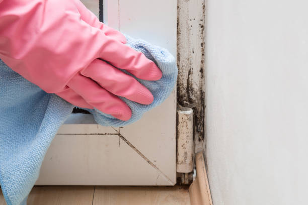 Best Local Mold Removal Service  in North Syracuse, NY