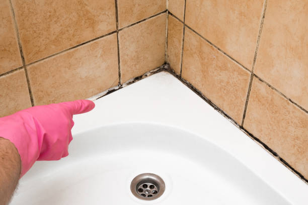 Best Mold Cleaning Services  in North Syracuse, NY